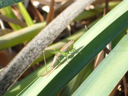 Réf. 310 451 : Conocephalus dorsalis